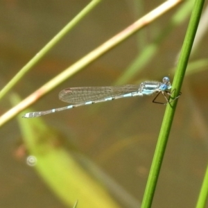 Austrolestes leda at Majura, ACT - 10 Oct 2020