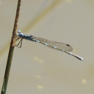 Austrolestes leda at Majura, ACT - 10 Oct 2020 01:04 PM