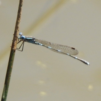 Austrolestes leda (Wandering Ringtail) at Majura, ACT - 10 Oct 2020 by RodDeb