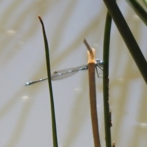 Austrolestes leda at Majura, ACT - 10 Oct 2020 01:04 PM