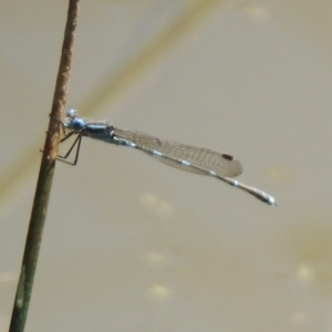 Austrolestes leda at Majura, ACT - 10 Oct 2020 01:04 PM