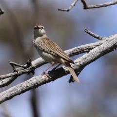 Cincloramphus mathewsi (Rufous Songlark) at Mount Ainslie - 10 Oct 2020 by RodDeb