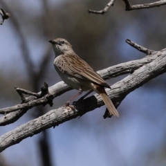 Cincloramphus mathewsi at Majura, ACT - 10 Oct 2020