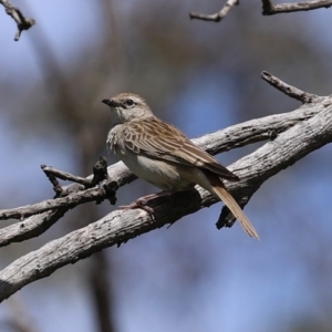 Cincloramphus mathewsi at Majura, ACT - 10 Oct 2020 01:15 PM