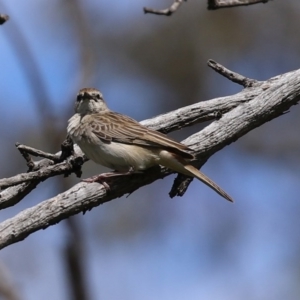 Cincloramphus mathewsi at Majura, ACT - 10 Oct 2020 01:15 PM