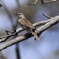 Cincloramphus mathewsi at Majura, ACT - 10 Oct 2020 01:15 PM