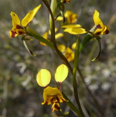 Diuris nigromontana (Black Mountain Leopard Orchid) at Downer, ACT - 11 Oct 2020 by ClubFED