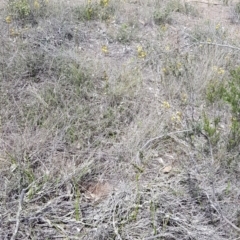 Diuris nigromontana at Downer, ACT - 11 Oct 2020