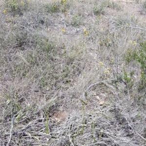 Diuris nigromontana at Downer, ACT - suppressed