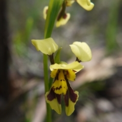 Diuris sulphurea (Tiger Orchid) at Downer, ACT - 11 Oct 2020 by ClubFED