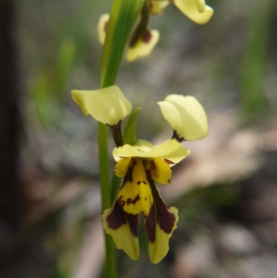 Diuris sulphurea (Tiger Orchid) at Downer, ACT - 11 Oct 2020 by ClubFED