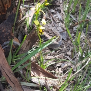 Diuris sulphurea at Downer, ACT - 11 Oct 2020