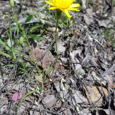 Microseris walteri (Yam Daisy, Murnong) at Downer, ACT - 11 Oct 2020 by ClubFED