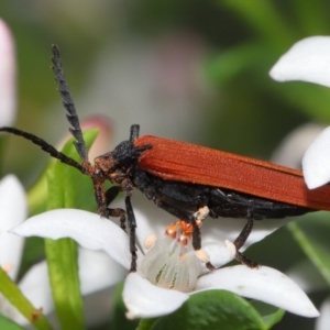 Porrostoma rhipidium at Acton, ACT - 9 Oct 2020