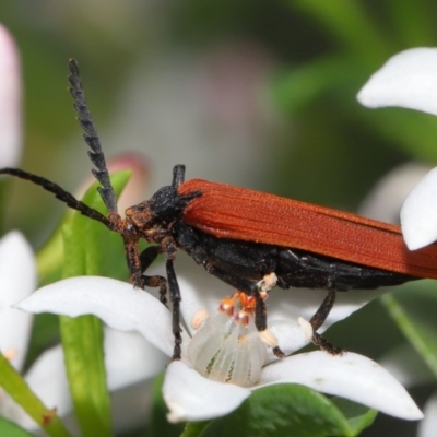 Porrostoma rhipidium (Long-nosed Lycid (Net-winged) beetle) at ANBG - 9 Oct 2020 by TimL