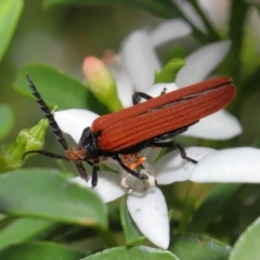 Porrostoma rhipidium at Acton, ACT - 9 Oct 2020