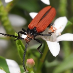 Porrostoma rhipidium at Acton, ACT - 9 Oct 2020