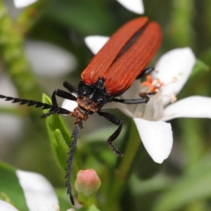 Porrostoma rhipidium at Acton, ACT - 9 Oct 2020