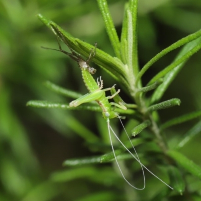 Tettigoniidae (family) (Unidentified katydid) at ANBG - 9 Oct 2020 by TimL