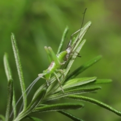 Tettigoniidae (family) at Acton, ACT - 9 Oct 2020