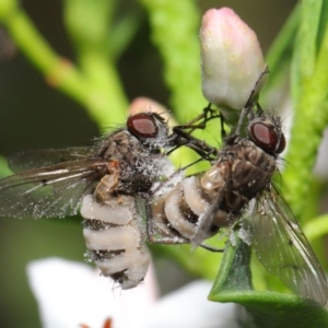 Entomophthora sp. (genus) at Acton, ACT - 9 Oct 2020