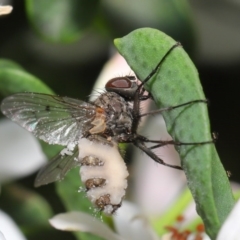 Entomophthora sp. (genus) at Acton, ACT - 9 Oct 2020