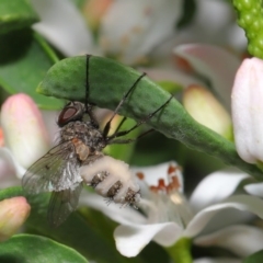 Entomophthora sp. (genus) at Acton, ACT - 9 Oct 2020