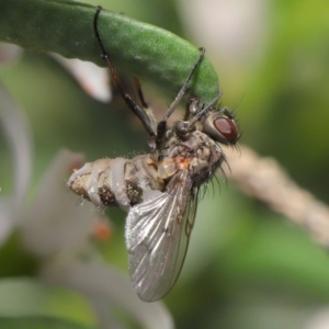 Entomophthora sp. (genus) at Acton, ACT - 9 Oct 2020