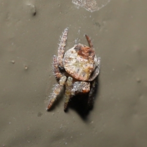 Dolophones sp. (genus) at Acton, ACT - 9 Oct 2020