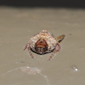 Dolophones sp. (genus) at Acton, ACT - 9 Oct 2020