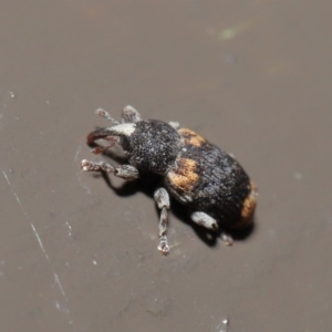 Pseudostoreus placitus at Acton, ACT - 9 Oct 2020