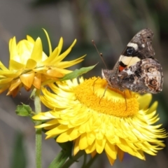 Vanessa itea (Yellow Admiral) at ANBG - 10 Oct 2020 by TimL