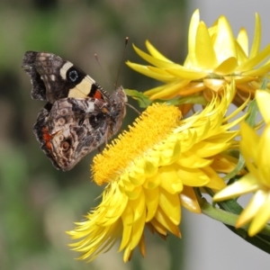 Vanessa itea at Acton, ACT - 11 Oct 2020