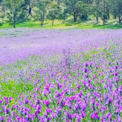 Echium plantagineum (Paterson's Curse) at Watson, ACT - 3 Oct 2020 by Mahmug