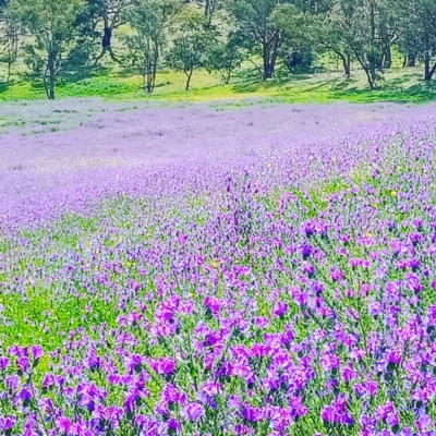Echium plantagineum (Paterson's Curse) at Watson, ACT - 3 Oct 2020 by Mahmug