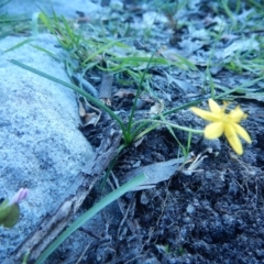 Hypoxis hygrometrica var. hygrometrica (Golden Weather-grass) at Meroo National Park - 2 Oct 2020 by GLemann