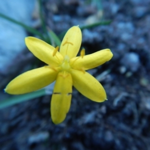 Hypoxis hygrometrica var. hygrometrica at Bawley Point, NSW - 2 Oct 2020