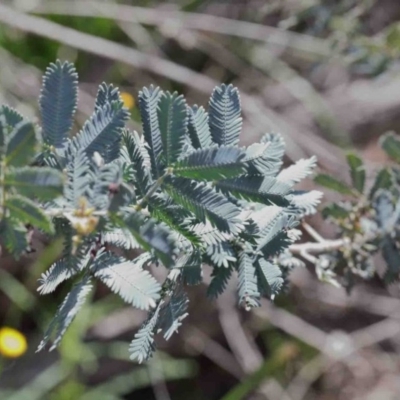 Acacia baileyana (Cootamundra Wattle, Golden Mimosa) at Caladenia Forest, O'Connor - 11 Oct 2020 by ConBoekel