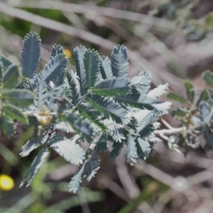 Acacia baileyana at Acton, ACT - 11 Oct 2020