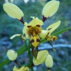 Diuris sulphurea (Tiger Orchid) at Meroo National Park - 2 Oct 2020 by GLemann