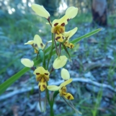 Diuris sulphurea at Bawley Point, NSW - suppressed