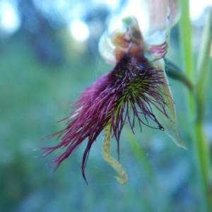 Calochilus paludosus at Bawley Point, NSW - suppressed