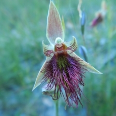 Calochilus paludosus at Bawley Point, NSW - suppressed