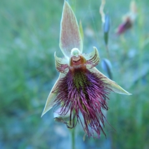 Calochilus paludosus at Bawley Point, NSW - 2 Oct 2020