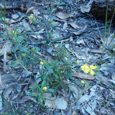 Hibbertia linearis at Bawley Point, NSW - 2 Oct 2020 by GLemann