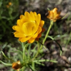 Xerochrysum viscosum (Sticky Everlasting) at Forde, ACT - 10 Oct 2020 by mlech