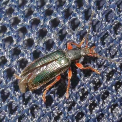 Lepturidea sp. (genus) (Comb-clawed beetle) at O'Connor, ACT - 11 Oct 2020 by ConBoekel