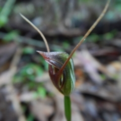 Pterostylis oblonga (Coastal Maroonhood) at Bawley Point, NSW - 7 Oct 2020 by GLemann