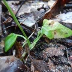 Pterostylis oblonga at Bawley Point, NSW - suppressed