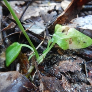 Pterostylis oblonga at Bawley Point, NSW - 7 Oct 2020